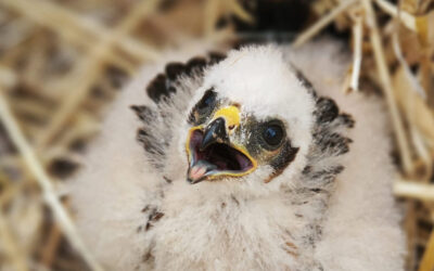 Actuación de SILVAQUA para la conservación del Aguilucho Cenizo